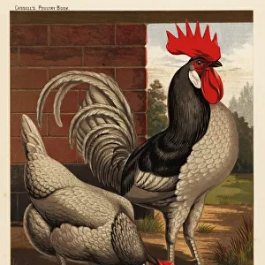 Andalusian chickens