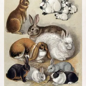 Rabbits in Various Breeds Print