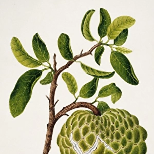 Annona cheremoya, custard apple