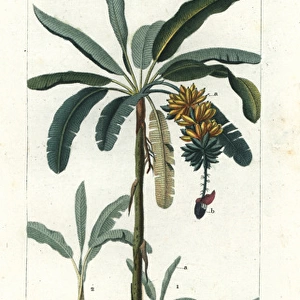 Apple banana, Musa acuminata נbalbisiana