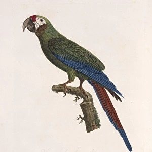 Ara ambiguus, great green macaw