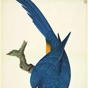 Awe-Inspiring Bird Prints: Parrot
