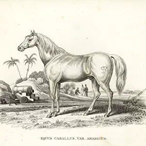 Arabian horse, Equus caballus var. arabicus