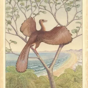 Archaeopteryx Watercolour Print Archaeopteryx Watercolour Print