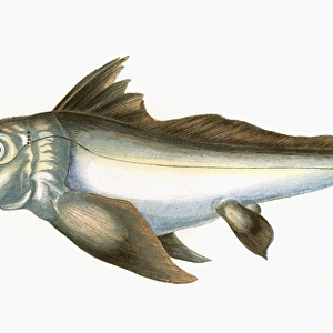 Arctic Chimaera, or Rabbit Fish