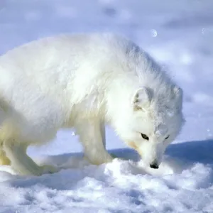 Arctic Fox searches for food, sniffing lemmings