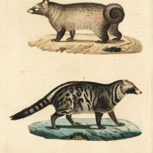 Nandiniidae Postcard Collection: African Palm Civet