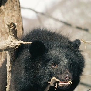 ASIATIC BLACK BEAR - chewing bark