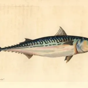 Mackerel