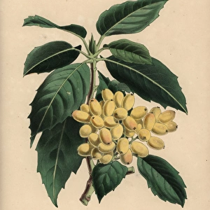 Aucuba luteocarpa with many pale gold berries