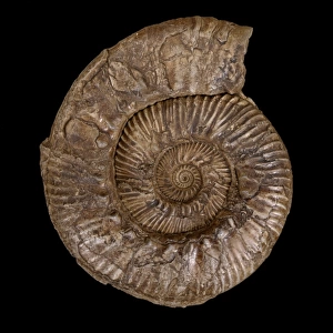 Aulacostephanus autissiodorensis, ammonite