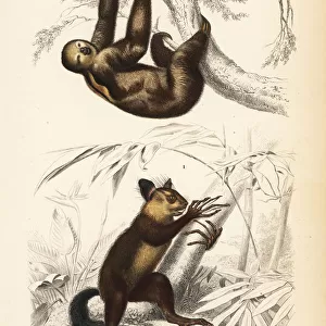 Aye-aye (near-threatened) and brown-throated sloth