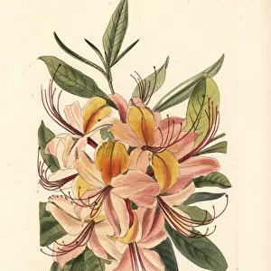 Azalea nudiflora tricolor