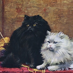 B / W Persian Cats