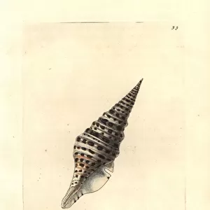 Mollusks Collection: Turrid