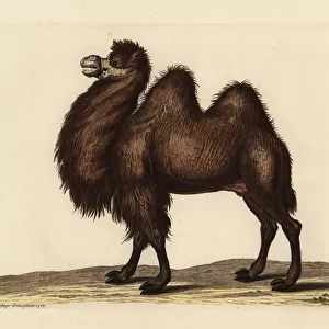 Bactrian camel, Camelus bactrianus