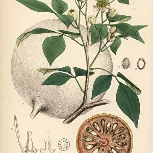 Bael, Bengal quince or Japanese bitter orange