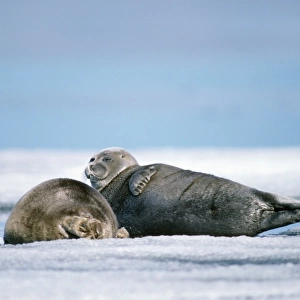 Baikal / Nerpa Seal - endemic to lake Baikal