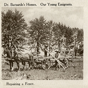 Barnardos Emigrants in Canada - repairing a fence