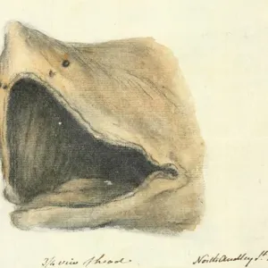 Hand-drawn Basking Shark Print, 1812 Hand-drawn Basking Shark Print, 1812