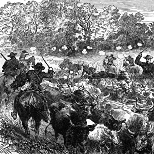 Basuto Gun War, 1880 - cattle recovered