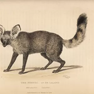 Bat eared fox, Otocyon megalotis lalandi