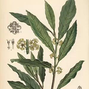 Bay tree, sweet bay or true laurel, Laurus nobilis