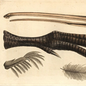 Beak, foot, feather and claw of the brown kiwi