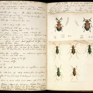 Double Page Spread of Beetle Illustrations Print Double Page Spread of Beetle Illustrations Print