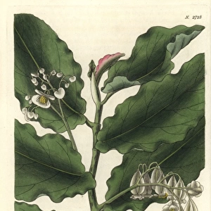 Begonia undulata, waved-leaved begonia with