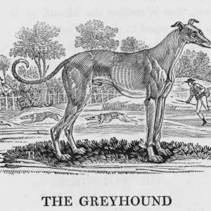 Perro Galgo Bewick Perro Galgo Bewick
