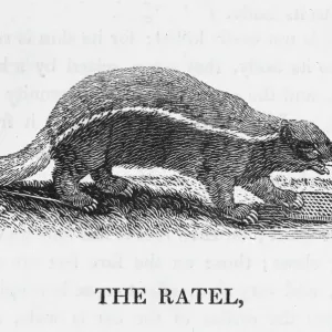 Bewick Print of Honey Badger (Mellivora capensis) Bewick Print of Honey Badger (Mellivora capensis)