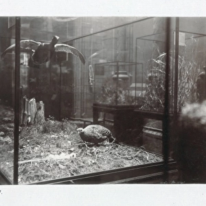 The Bird Gallery at The Natural History Museum, London. 1944