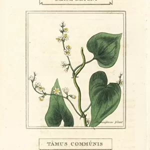 Black bryony, Dioscorea communis