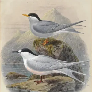 Black-Fronted and White-Fronted Terns Print, 1888