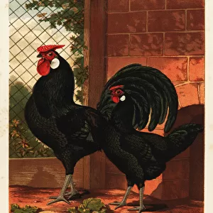 Black Hamburgh cock and hen