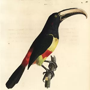 Toucans Collection: Black Necked Aracari