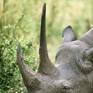 Black Rhinoceros - resting - head only