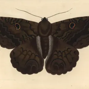 Mariposa bruja negra, Ascalapha odorata.
