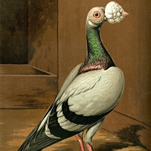 Blue Carrier Cock Pigeon