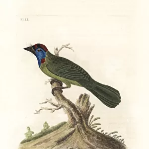 Blue-throated barbet, Psilopogon asiaticus