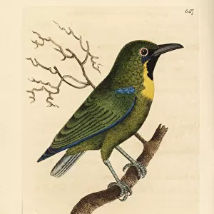Passerines Collection: Leafbirds