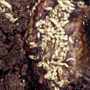Maggots