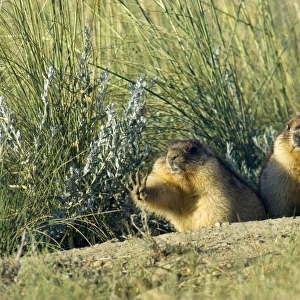 Bobak / Steppe Marmot - a pair of fat adults near