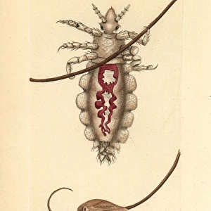 Body louse, Pediculus humanus