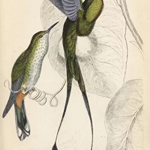 Booted racket-tail, Ocreatus underwoodii