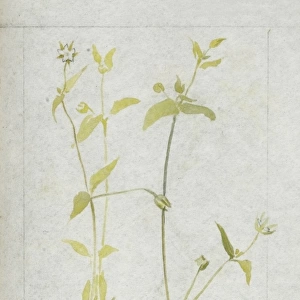 Botanical Sketchbook -- wild flower
