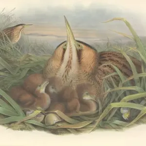 Eurasian Bittern