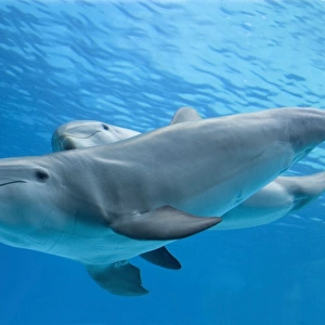 Bottlenose dolphin - and calf