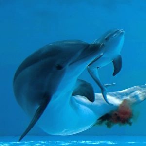 Bottlenose Dolphin - giving birth - showing new-born